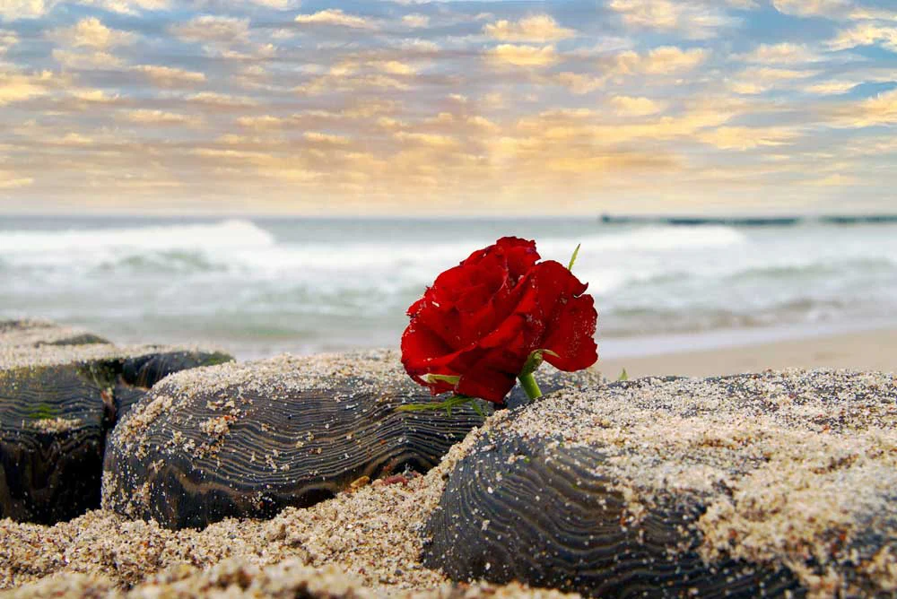 shutterstock_1958512432 Einsame rote Rose am Strand des Ozeans vor dramatischem Himmel. Konzept der Seebestattung. Symbol der Trauerblume