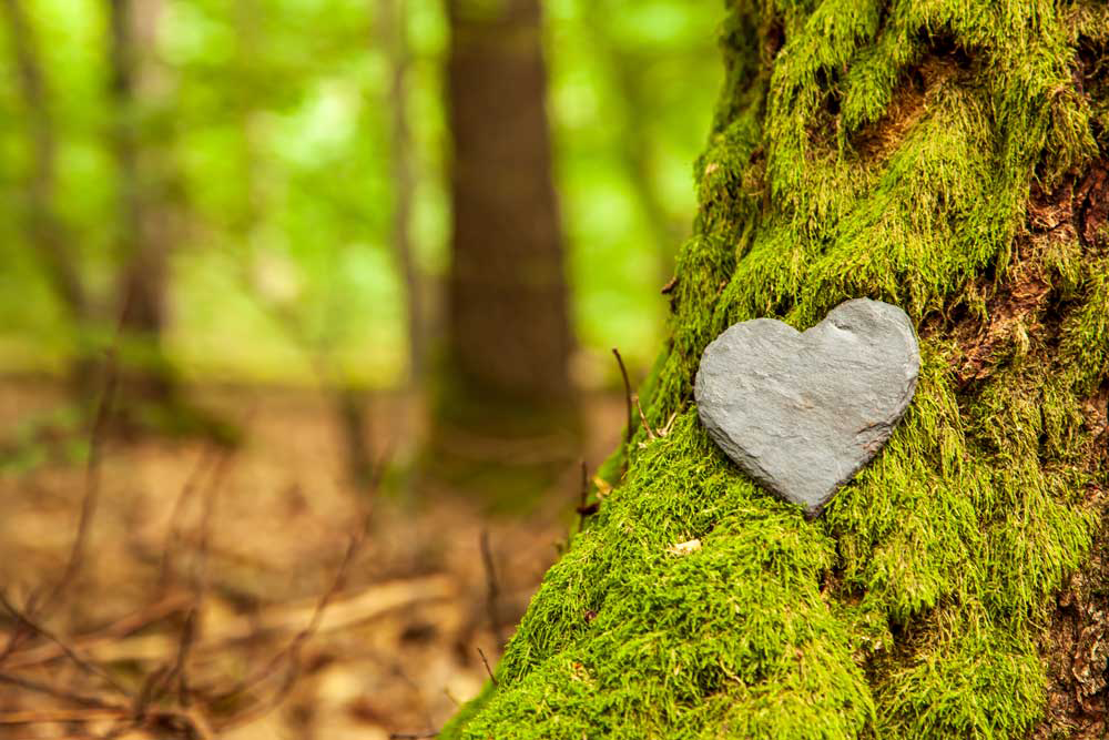shutterstock_2031943274 Beerdigung Herzsympathie oder steinerne Beerdigung Herz in der Nähe eines Baumes. Natürliches Grab im Wald. Herz auf Gras oder Moos. Baum-Bestattungs-, Friedhof- und Allerheiligen-Tag-Konzepte